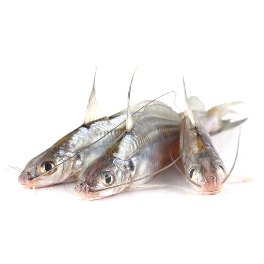 Tangra/Small Catfish